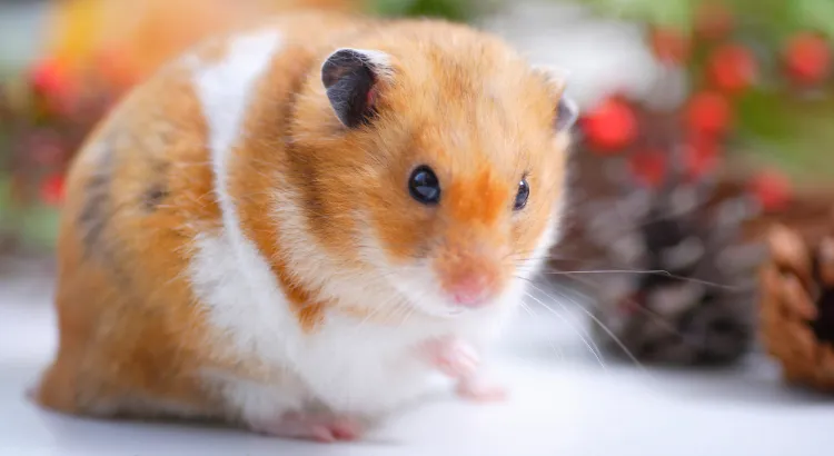 Jak dlouho žije křeček - Očekávaná délka života