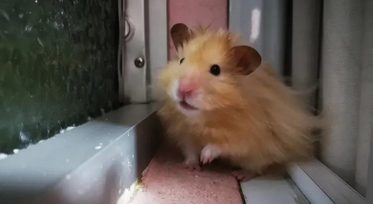 Jak křečci vnímají čas