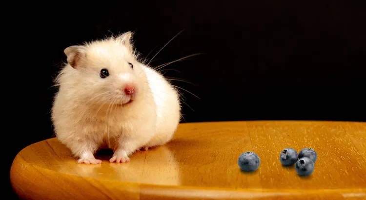 Mohou křečci jíst borůvky