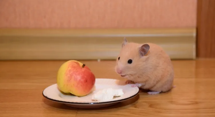 Mohou křečci jíst jablka? 1 Mohou křečci jíst jablka