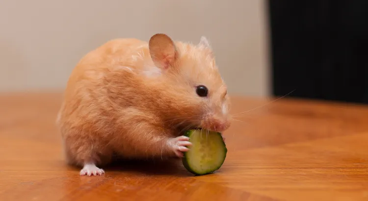 Mohou křečci jíst okurky