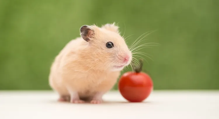 Mohou křečci jíst rajčata? 1 Mohou křečci jíst rajčata