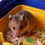 Mohou křečci jíst špenát