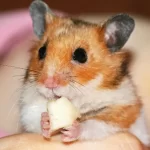 Mohou křečci jíst sýr