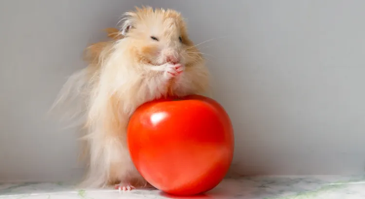 Možné riziko rajčat pro křečky Možné riziko rajčat pro křečky