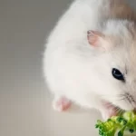 Může křeček brokolici