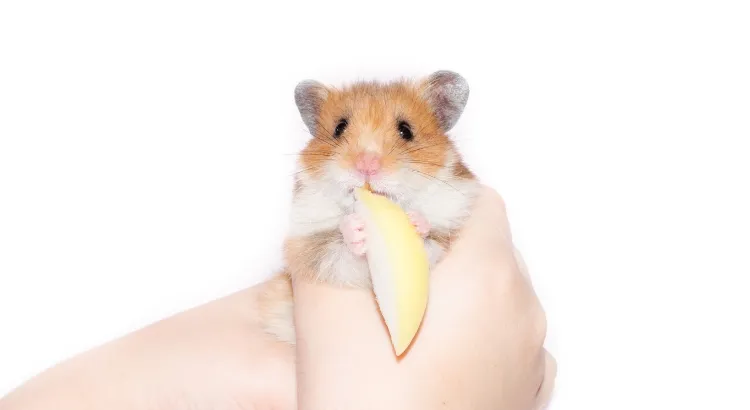 Může křeček jablko - Rizika a bezpečnostní opatření Může křeček jablko - Rizika a bezpečnostní opatření