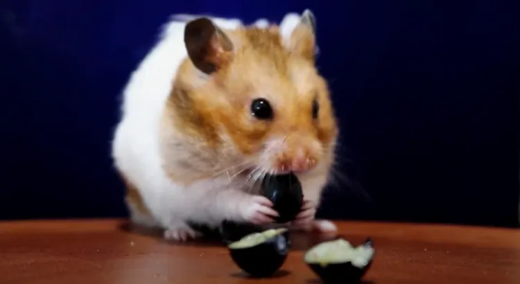 Nutriční výhody borůvek pro křečky