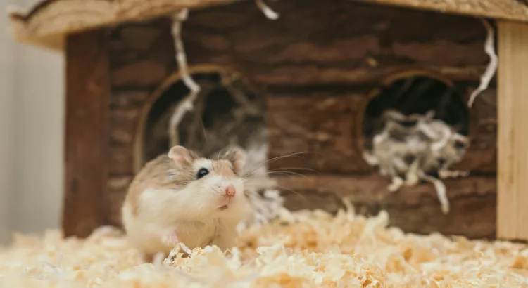 Přehled délky života křečka