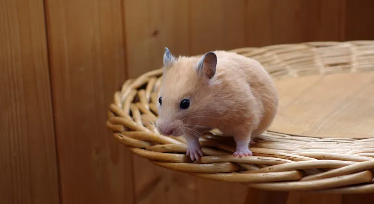 Vývoj mláděte křečka do dospělosti