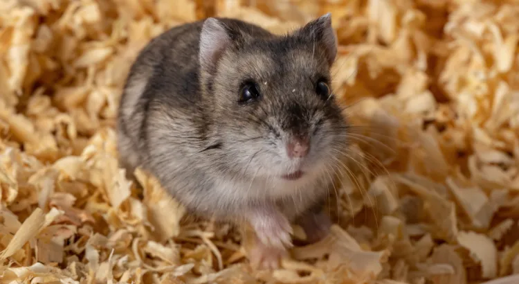 Výživové výhody ananasu pro křečky Výživové výhody ananasu pro křečky