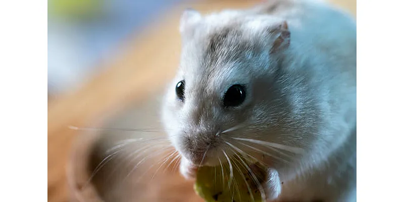 Mohou křečci jíst žaludy 5