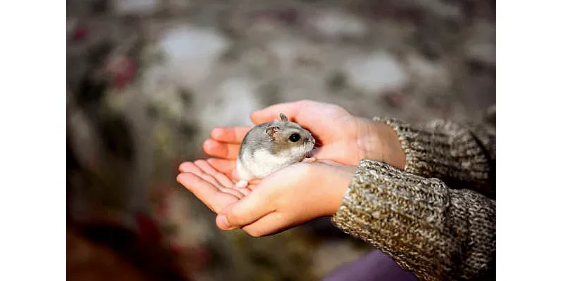 Proč křečci skáčou a jak vysoko 4 Proč křečci skáčou a jak vysoko 3
