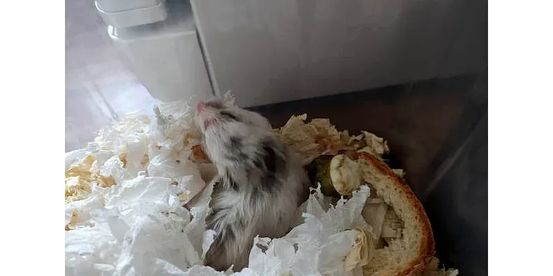 Jaké zvuky vydávají křečci? Poznejte svého křečka 5