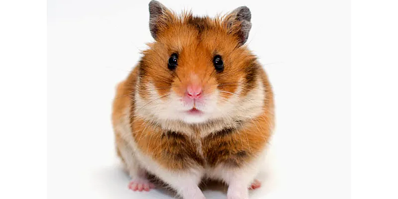 Jaké zvuky vydávají křečci? Poznejte svého křečka 3