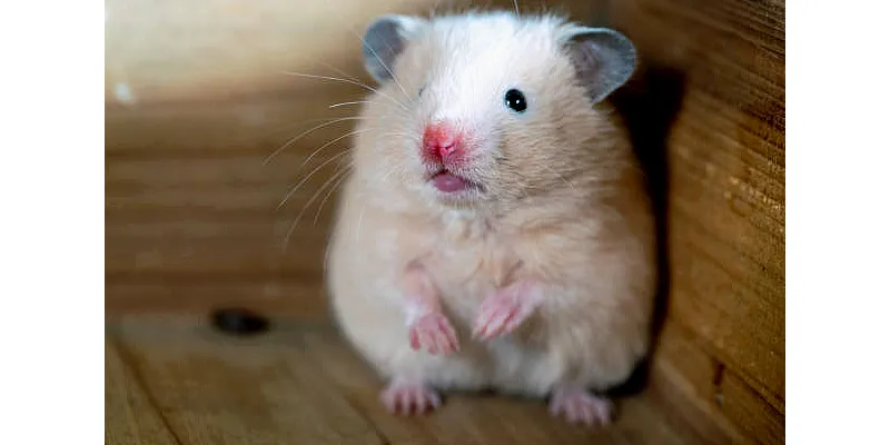 Porozumění chování křečka zakrslého 5