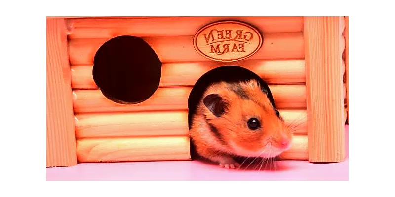 Porozumění chování křečka zakrslého 3