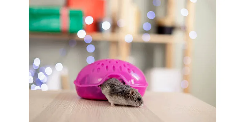 Konečný průvodce chovem křečků trpasličích 6 Konečný průvodce chovem křečků trpasličích 5