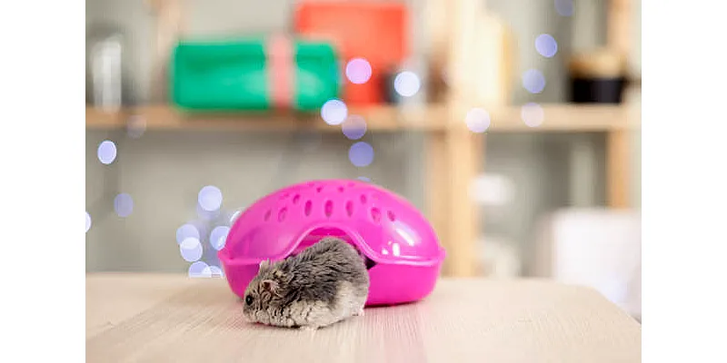 Konečný průvodce chovem křečků trpasličích 4 Konečný průvodce chovem křečků trpasličích 3