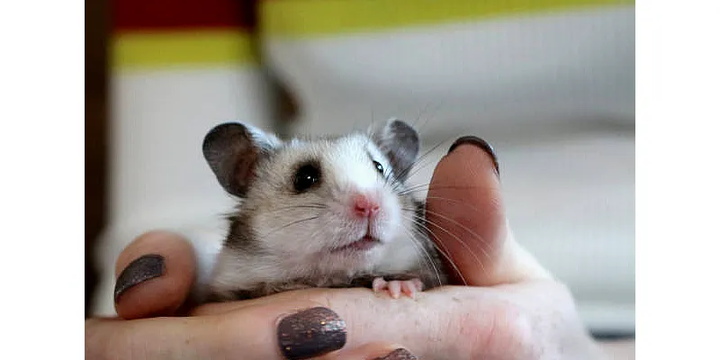 Toto jsou nejlepší způsoby cvičení křečka 6 Toto jsou nejlepší způsoby cvičení křečka 5