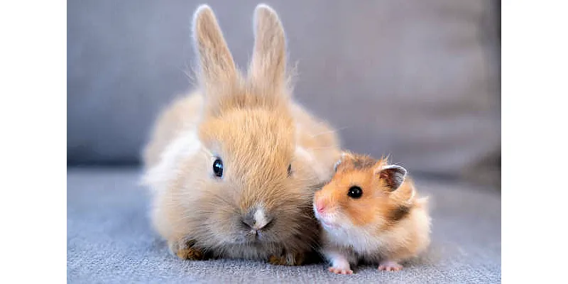 Překvapivá místa, kde jsou křečci nelegální 5