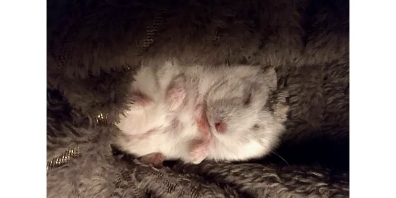 Překvapivá místa, kde jsou křečci nelegální 3