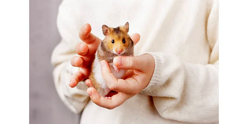 Měli byste si v noci vzít ven kolečko pro křečky? 6 Měli byste si v noci vzít ven kolečko pro křečky? 5