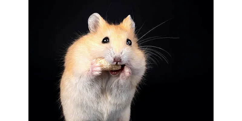 Měli byste si v noci vzít ven kolečko pro křečky? 4 Měli byste si v noci vzít ven kolečko pro křečky? 3