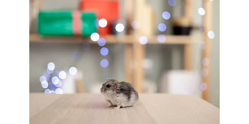 Vypuštění křečka do volné přírody - je to špatný nápad? 3