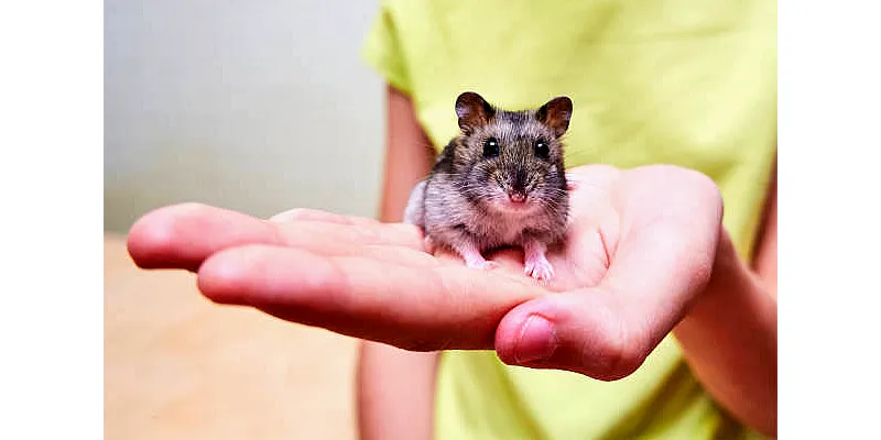 Důvody, proč se vás váš křeček bojí - zkuste se jim vyhnout 5