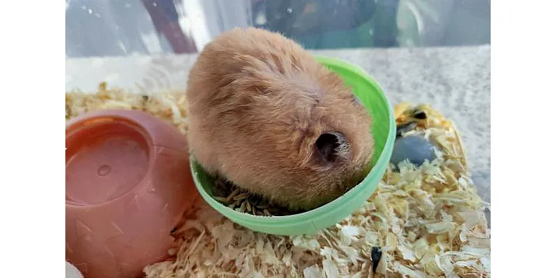 Potřebují křečci seno? 5