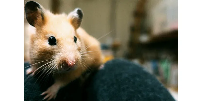 Důvody, proč se vás váš křeček bojí - zkuste se jim vyhnout 3