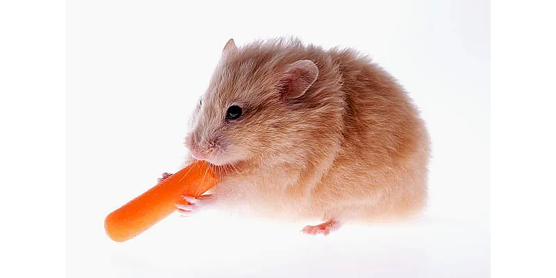 Chov křečka a kočky pod jednou střechou 4 Chov křečka a kočky pod jednou střechou 3