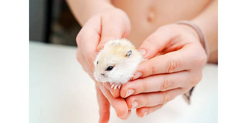 Jak zjistit, jaké máte plemeno křečka 5