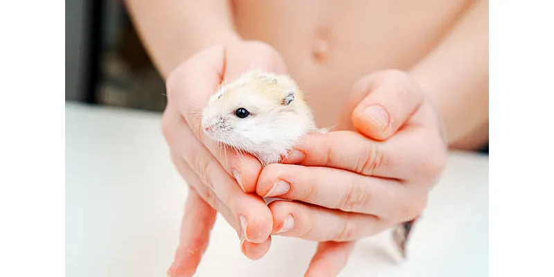 Jak často byste měli měnit podestýlku pro křečky? 3