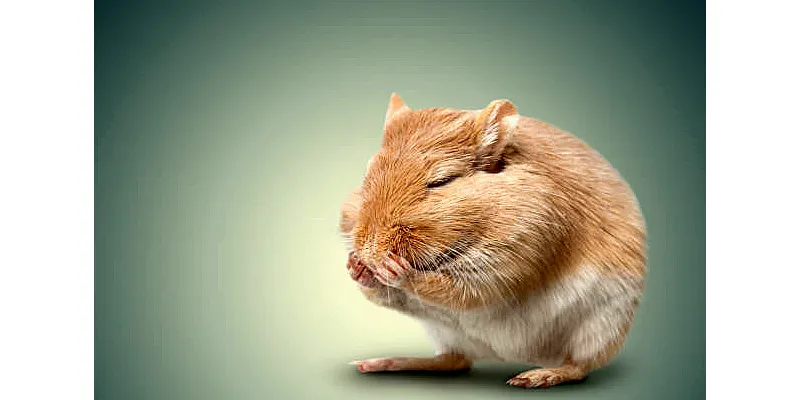 Jak si křečci označují své teritorium? 4 Jak si křečci označují své teritorium? 3