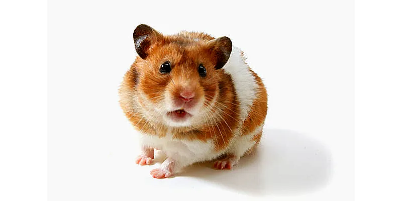 Proč byste neměli svého křečka nikdy namočit? 3