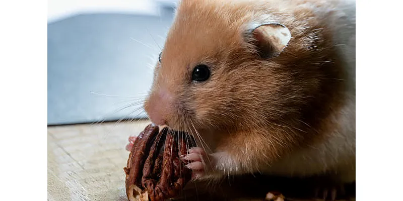 Bezpečné a nebezpečné ovoce pro vaši šunku 4 Bezpečné a nebezpečné ovoce pro vaši šunku 3