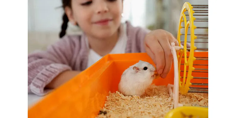 Mohou křečci jíst hrozny 6 Mohou křečci jíst hrozny 5