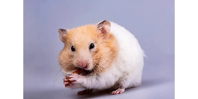 Křeček vs. myš - které z nich byste měli chovat jako domácí mazlíčky? 6 Křeček vs. myš - které z nich byste měli chovat jako domácí mazlíčky? 5