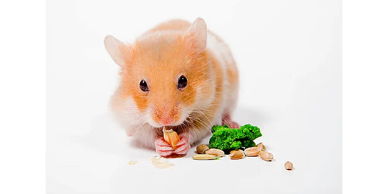 Křeček vs. králík - který domácí mazlíček je pro váš domov nejlepší? 5