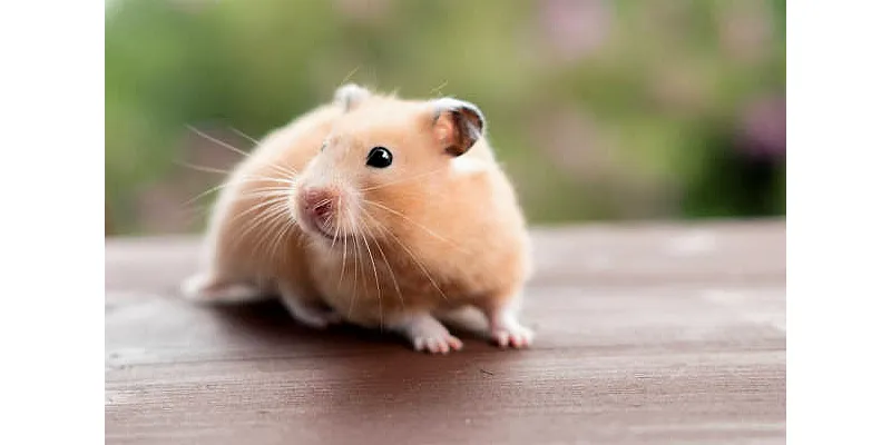 Křeček vs. králík - který domácí mazlíček je pro váš domov nejlepší? 3