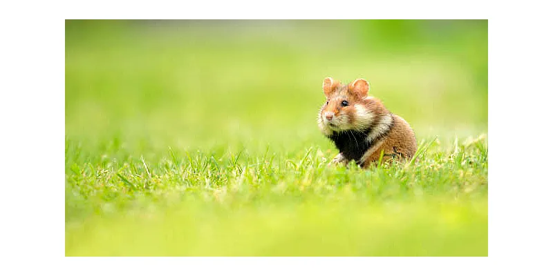 Rozmnožování křečků - od narození po první vrh 5