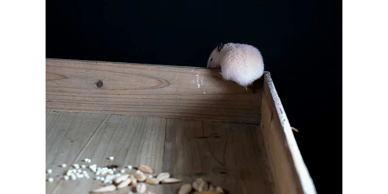 Rozmnožování křečků - od narození po první vrh 3