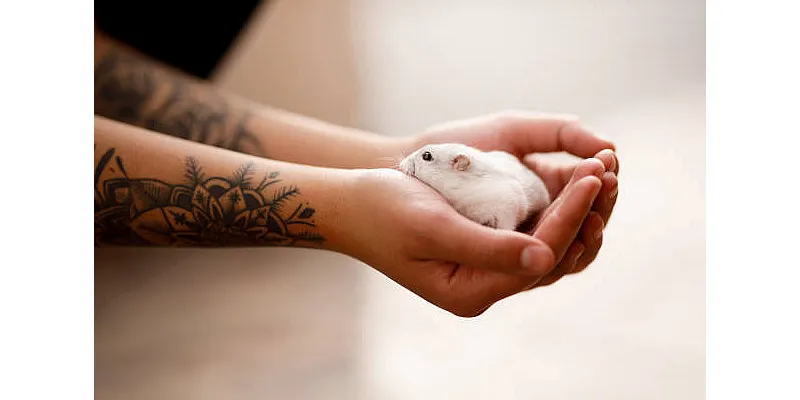 Páchnou křečci? Tady je návod, jak se ujistit, že nesmrdí 6 Páchnou křečci? Tady je návod, jak se ujistit, že nesmrdí 5