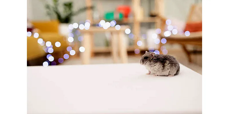 Páchnou křečci? Tady je návod, jak se ujistit, že nesmrdí 4 Páchnou křečci? Tady je návod, jak se ujistit, že nesmrdí 3