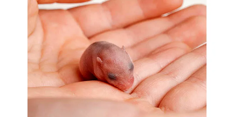 Používají křečci houpací sítě? 6 Používají křečci houpací sítě? 5