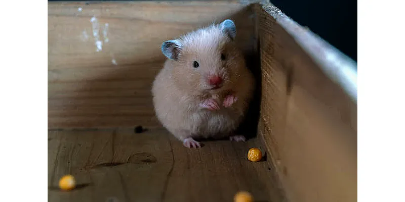 Potřebují křečci lásku? Jak udržet svého chlupáče šťastného 3