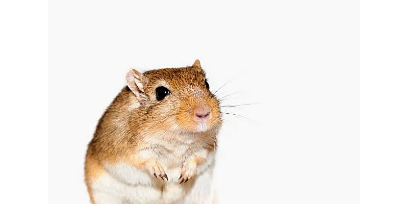 Jsou křečci osamělí? 6 Jsou křečci osamělí? 5