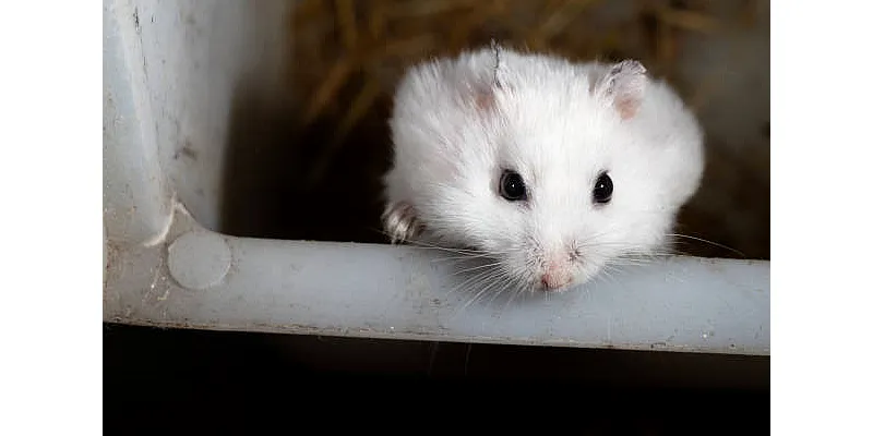 Mají křečci dobrý čich? 3